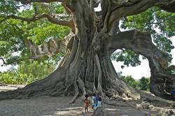 Baobab géant