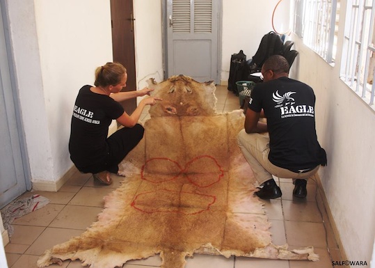 Senegal : crackdown on illegal wildlife trade