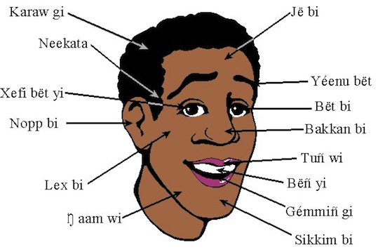 La mosaïque linguistique africaine : carte des langues parlées