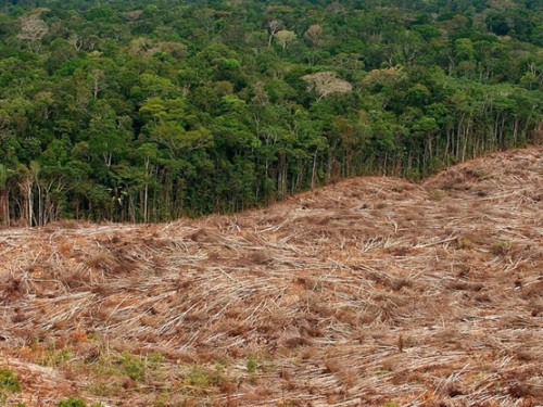 JF Guégan: le lien entre déforestation et propagation du virus Ebola