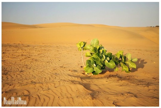 Sénégal : désert de Lompoul, le désert cannibale