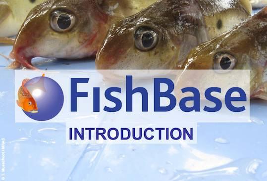 Fishbase intro site