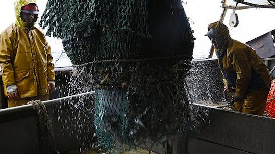 Greenpeace s'attaque aux principaux acteurs de la pêche intensive